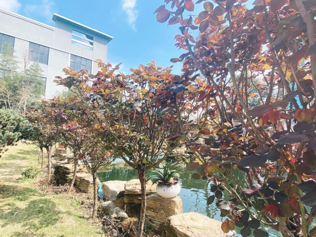 風(fēng)景這邊獨好！東大環(huán)境美景一覽，請查收