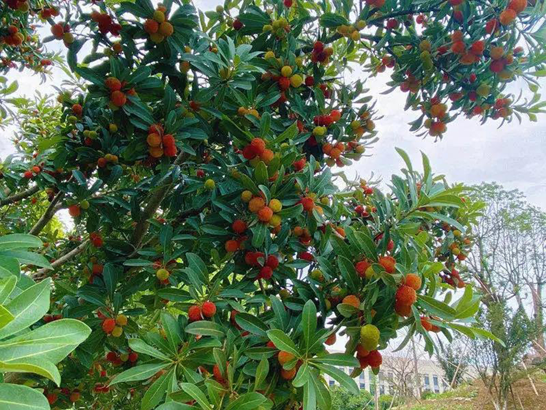 風(fēng)景這邊獨好！東大環(huán)境美景一覽，請查收