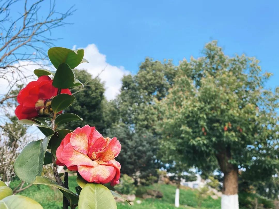 風(fēng)景這邊獨好！東大環(huán)境美景一覽，請查收