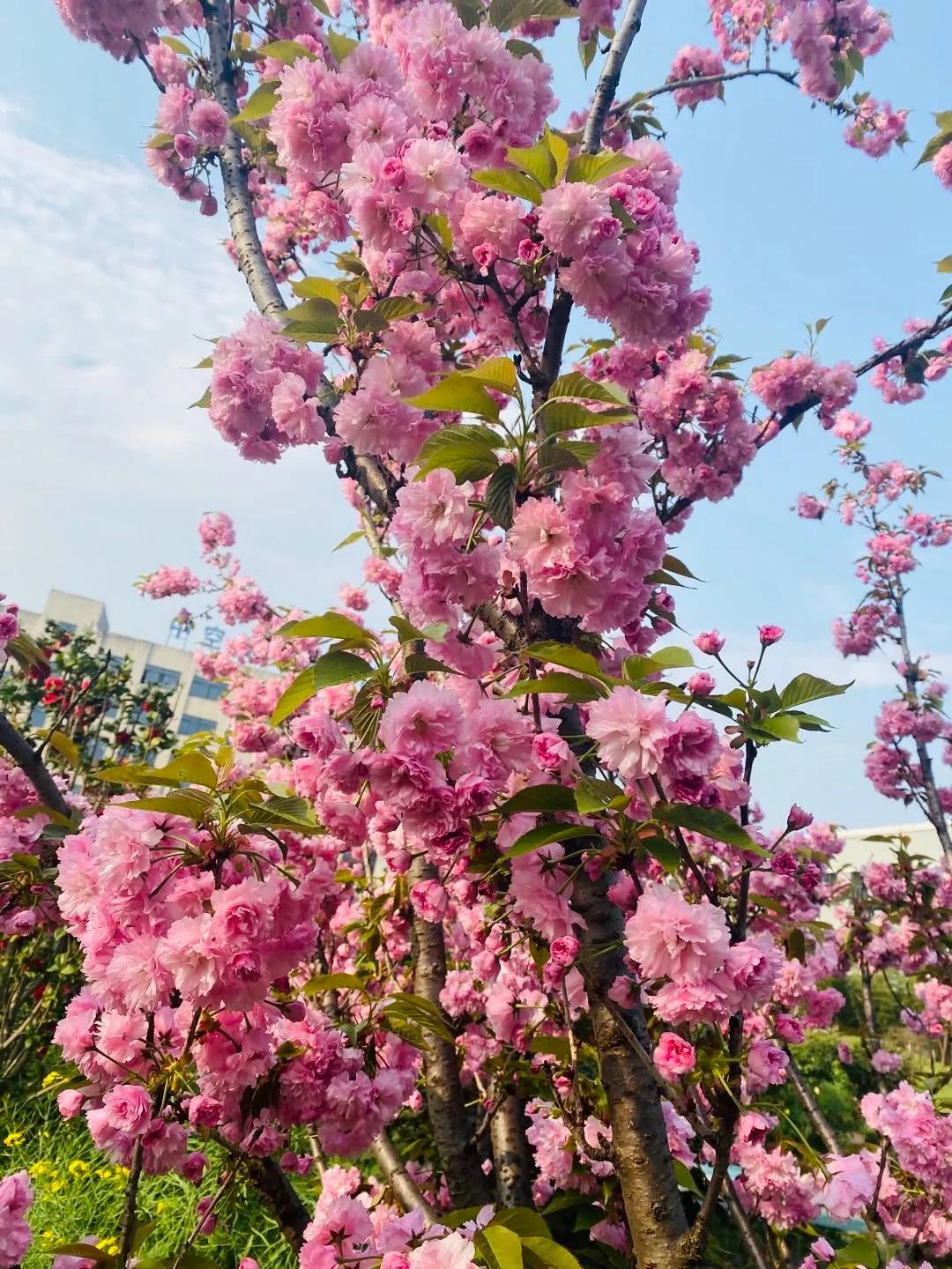 風(fēng)景這邊獨好！東大環(huán)境美景一覽，請查收